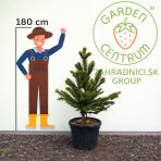 Araukária andská (Araucaria araucana) ´IMBRICATA´ (Blahočet čilský) - výška 100-120 cm, kont. C35L (-18°C)